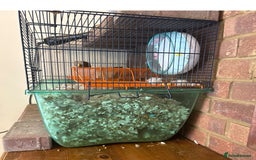 Gerbil rodents for sale: 2 Gerbils  - Image 2