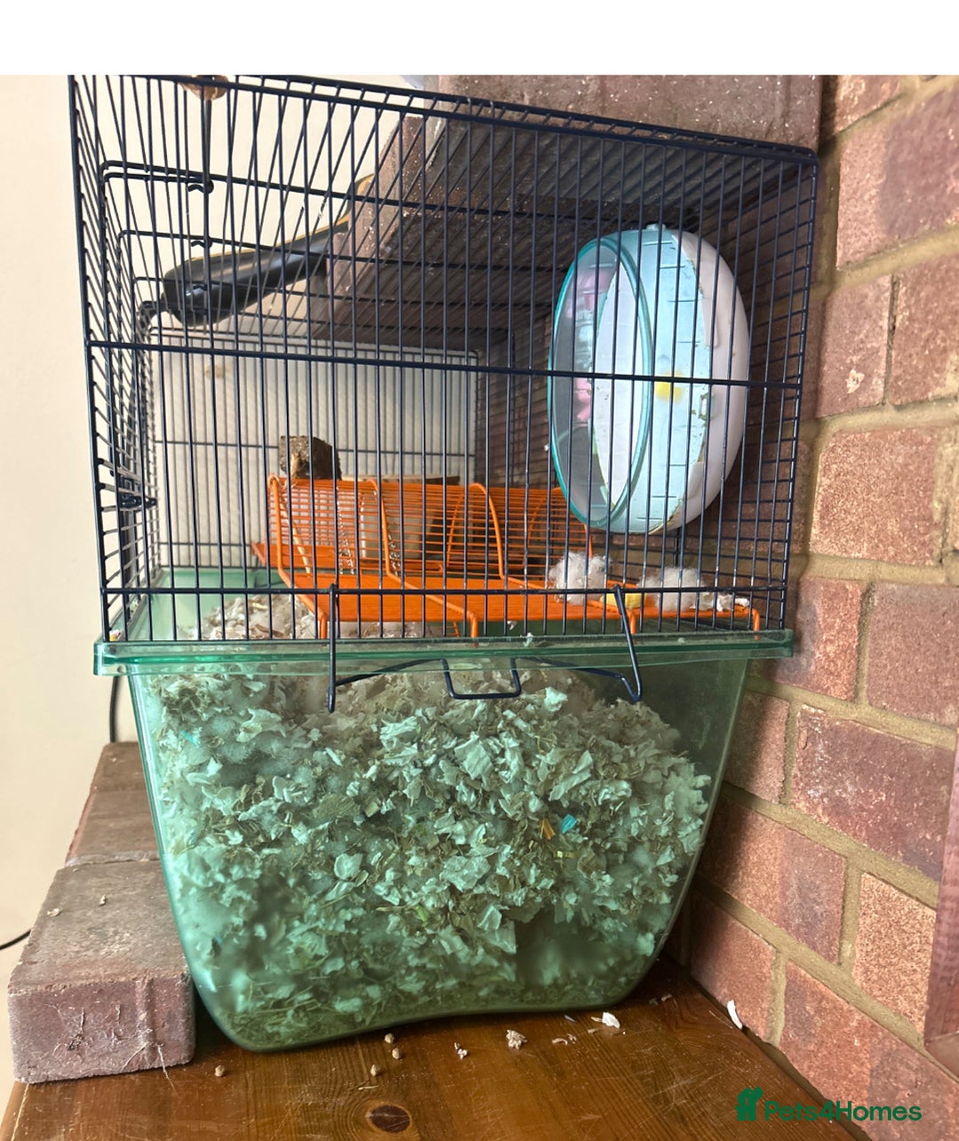 Gerbil rodents for sale: 2 Gerbils  - Image 2