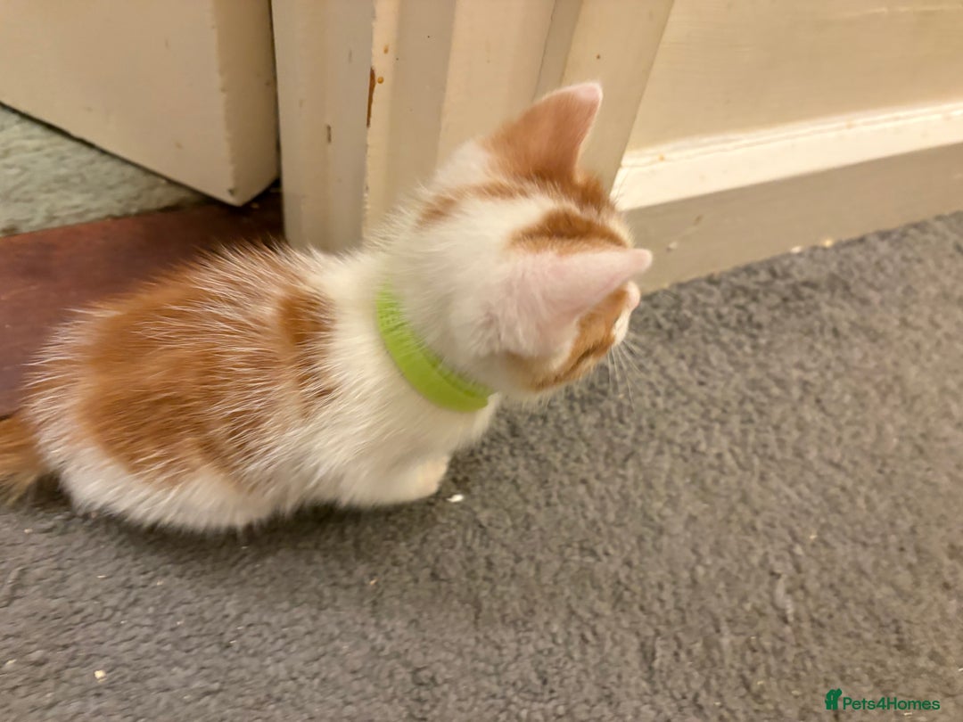 Domestic Shorthair cats for sale: Domestic Shorthairs - 6 Left - Advert 30