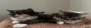 Ethel