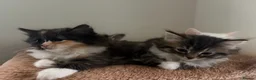 Ragdoll cats for sale: 75% ragdoll kittens ready now  - Advert 3