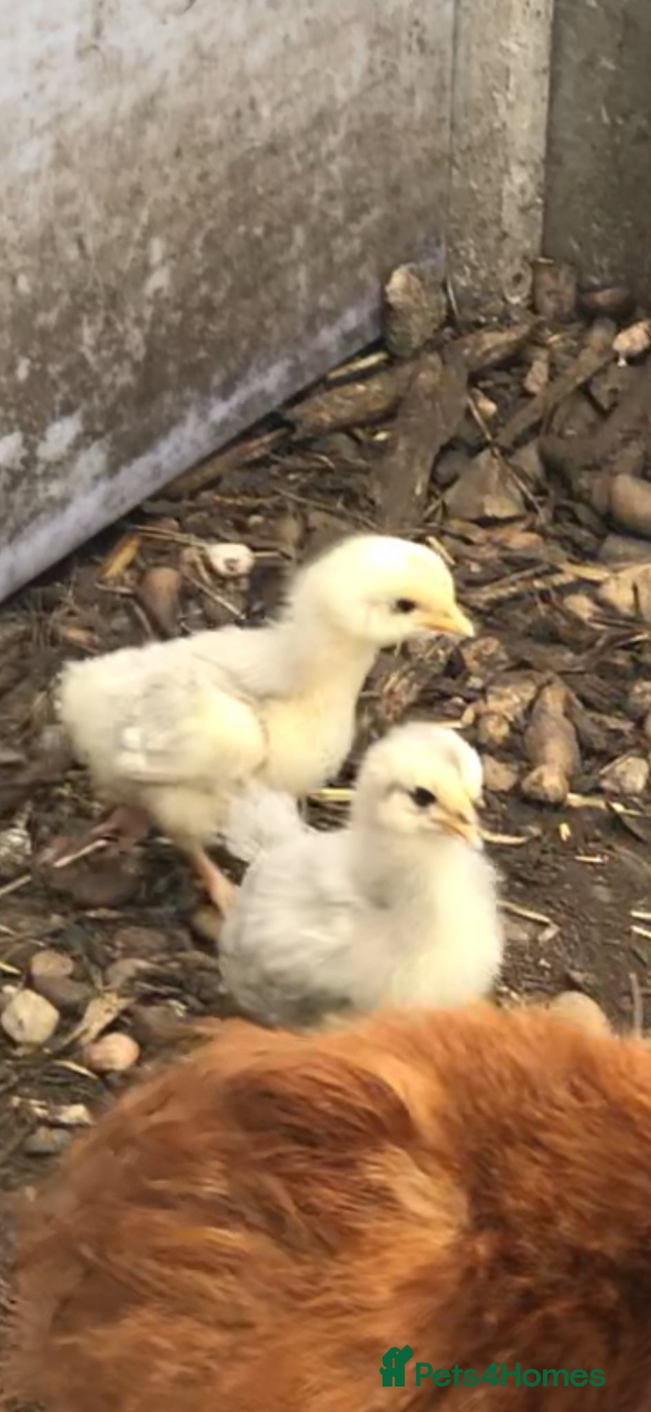 Chickens poultry Orpington  - Advert 7