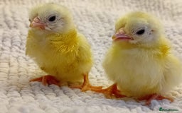 Chickens poultry for sale: Beautiful, days old Serama Chicks Available in Ruardean - Image 8