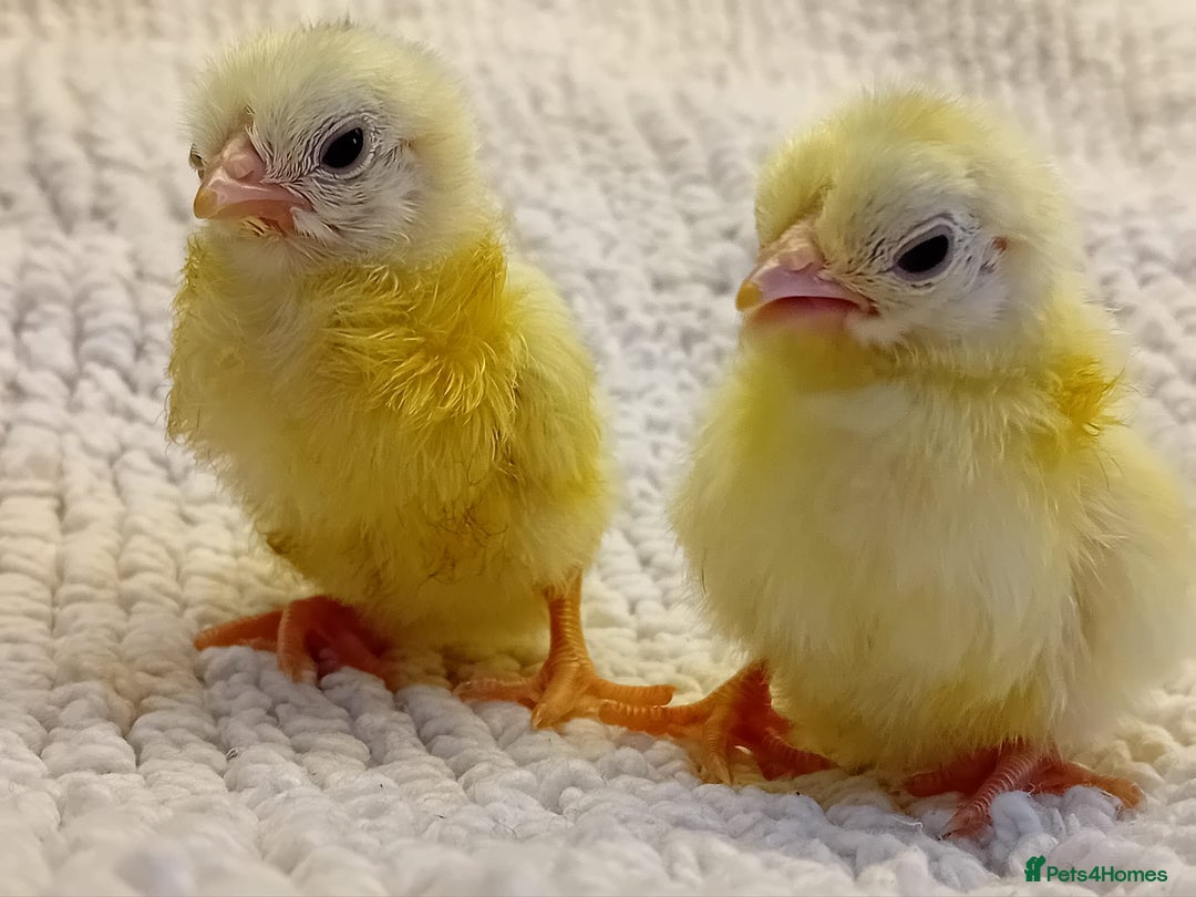 Chickens poultry for sale: Beautiful, days old Serama Chicks Available in Ruardean - Image 8