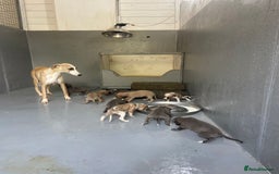 Whippet dogs for sale: Stunning kc reg whippet puppies  - Image 13