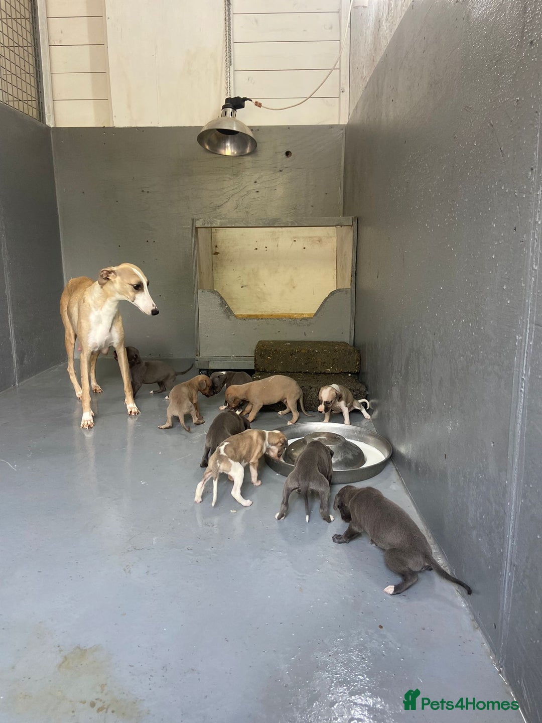 Whippet dogs for sale: Stunning kc reg whippet puppies  - Image 13