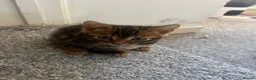 Bengal cats for sale: BENGAL KITTENS - Advert 4