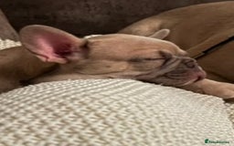 French Bulldog dogs for sale: LILAC Frawn 1girl pup left(I own both mom and dad) - Image 3
