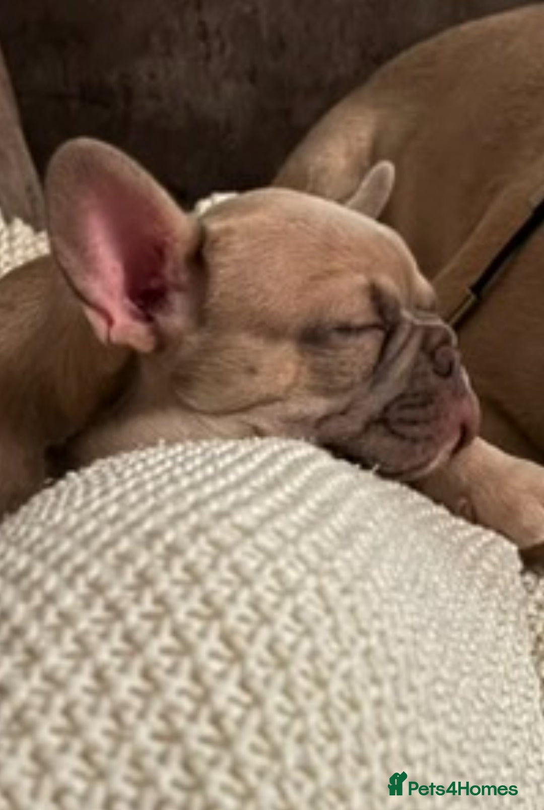 French Bulldog dogs for sale: LILAC Frawn 1girl pup left(I own both mom and dad) - Image 3