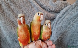 Conures birds for sale: Beautiful fully hand reared conure baby's  - Advert 13
