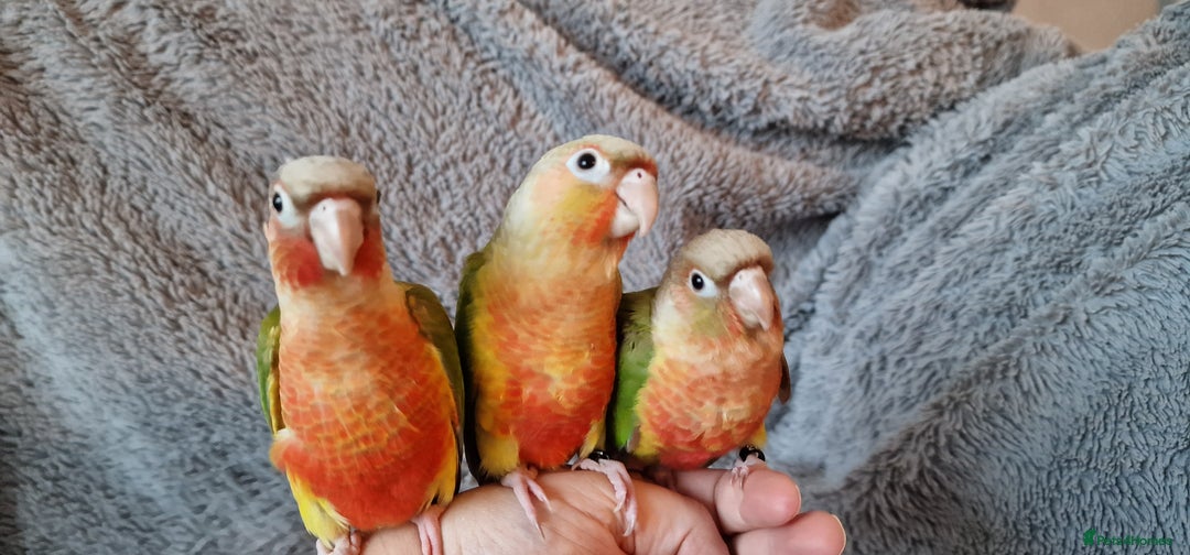 Conures birds for sale: Beautiful fully hand reared conure baby's  - Advert 13
