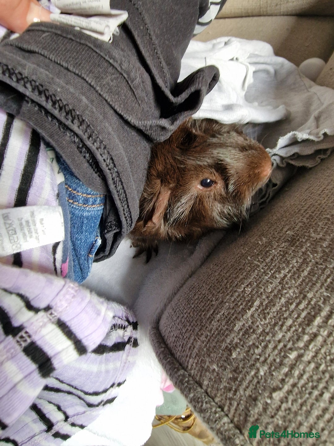 Guinea Pig rodents for sale: Lonely guinea pig  - Image 8