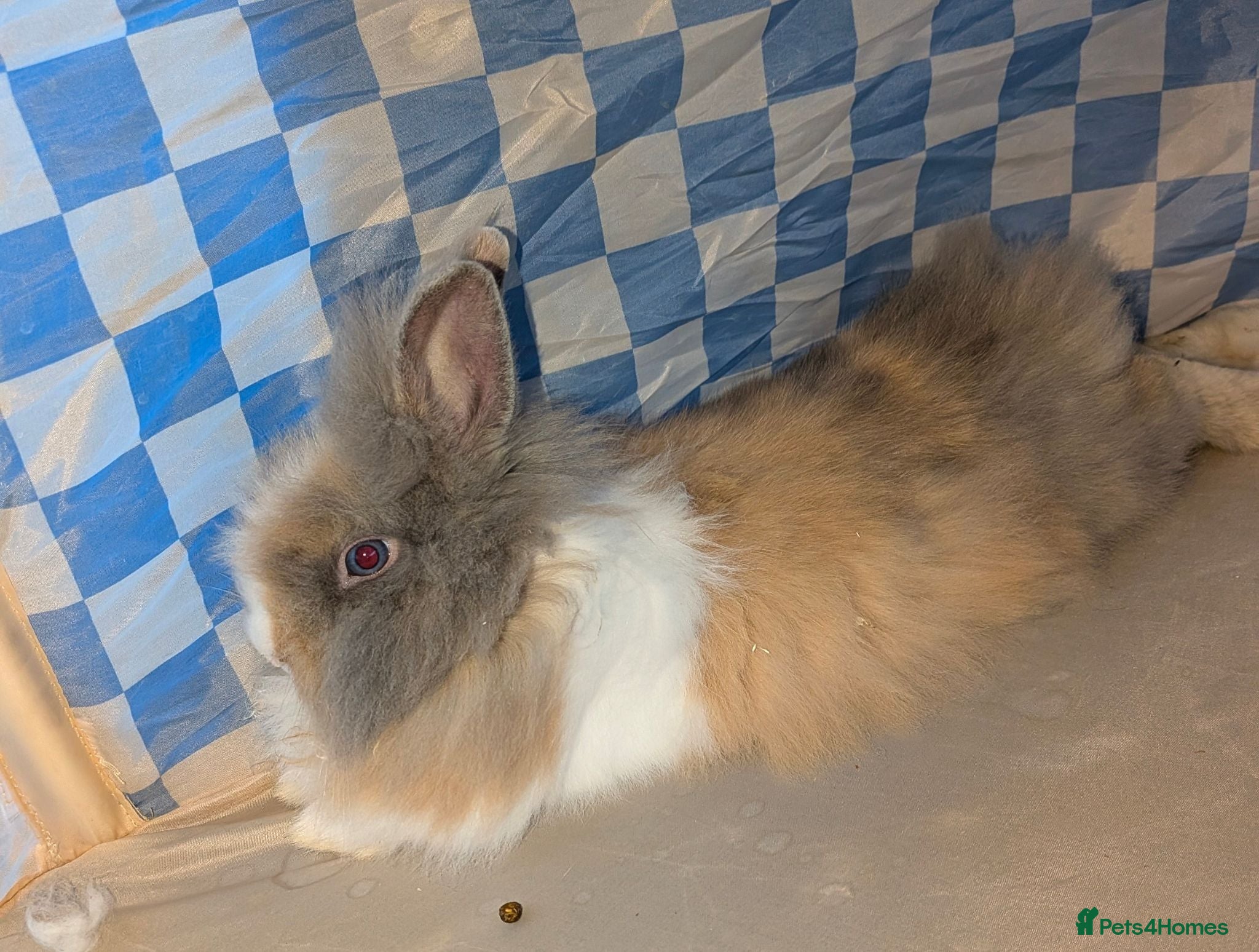 Lionhead rabbits Lionhead x Netherland dwarfs  - Advert 12