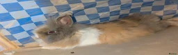Lionhead rabbits for sale: Lionhead x Netherland dwarfs  - Advert 1