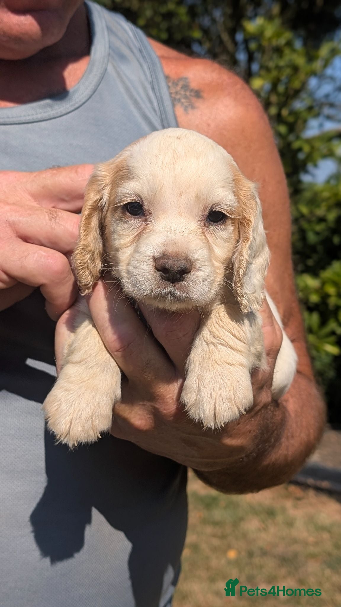 Cocker Spaniel dogs KC reg Working Cocker Spaniel Puppies  - Advert 3