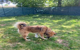 Mixed Breed dogs for adoption: BENNY - a loyal and gentle boy for a Loving Home - Image 26