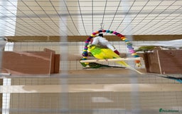 Budgerigars birds for sale: Birds - Image 2