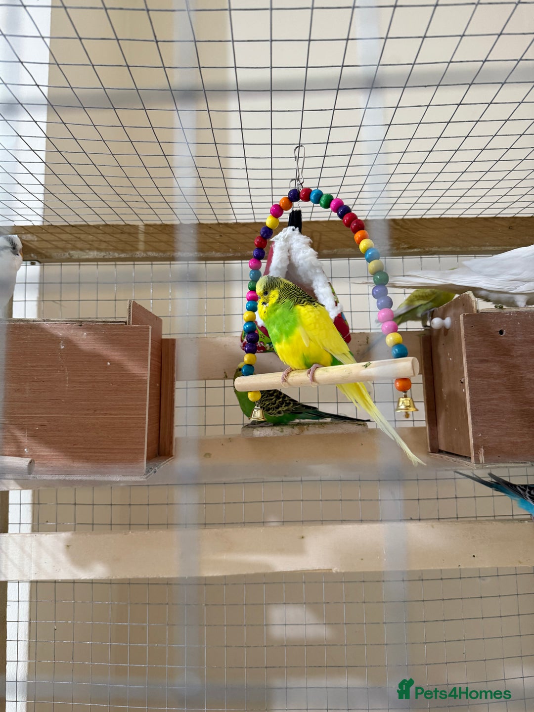 Budgerigars birds for sale: Birds - Image 2