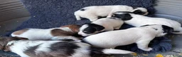 Jack Russell dogs for sale: Stunning rough&smooth coated tri jack Russell pups in Bishop's Stortford - Advert 8
