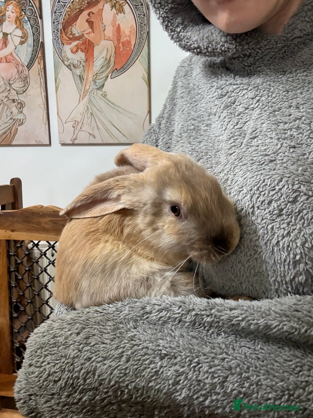 Silver Fox rabbits for sale: Spectacular Harlequin Silver Fox crosses - Image 4