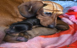 Miniature Dachshund dogs for sale: Miniature Dachshunds Seeking Forever Homes - Image 22