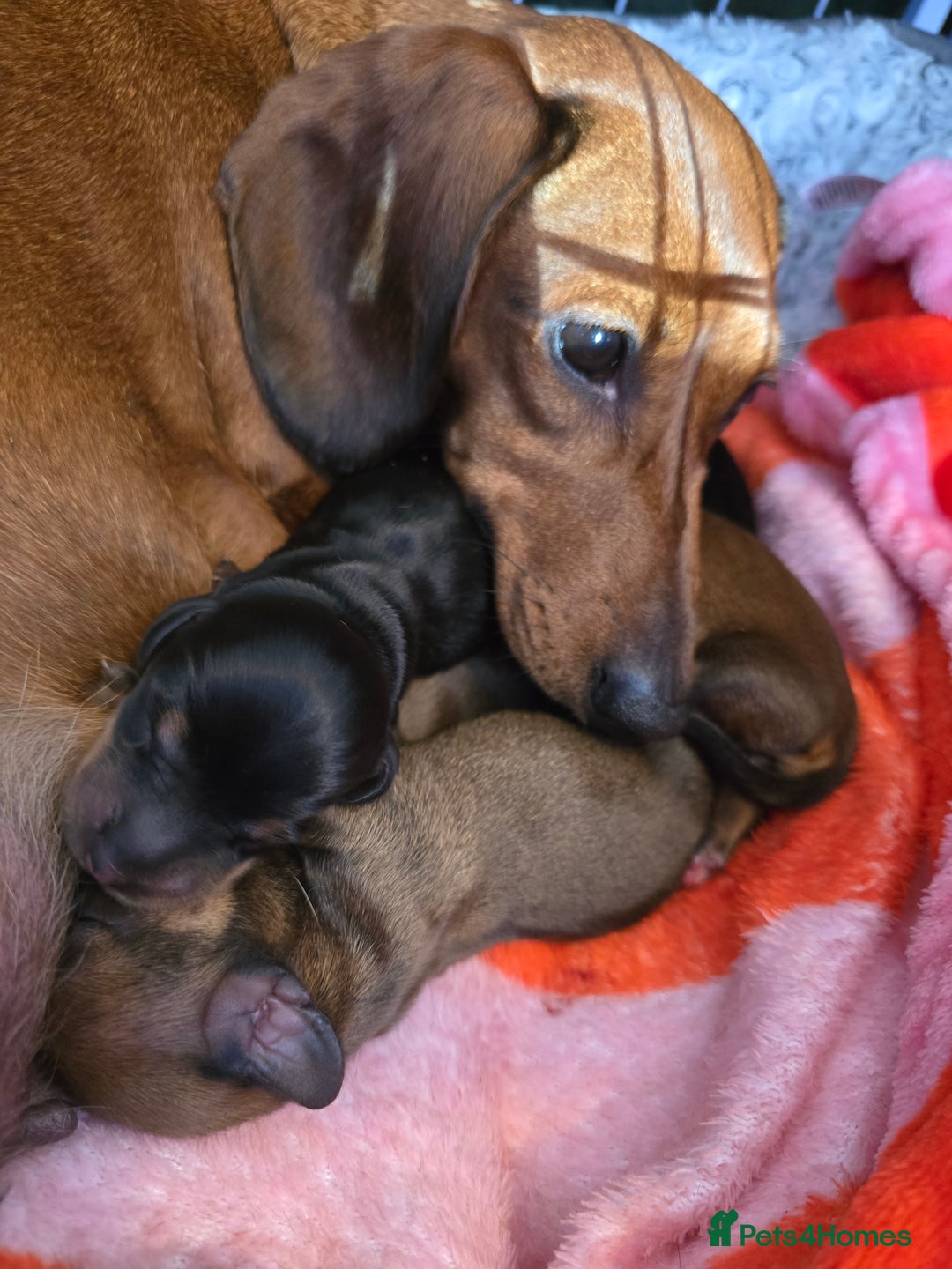 Miniature Dachshund dogs for sale: Miniature Dachshunds Seeking Forever Homes - Image 22