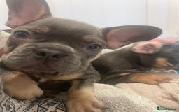 French Bulldog dogs for sale: READY NOW!! French Bulldog Puppies!! - Advert 8
