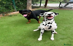 Dalmatian dogs for sale: Dalmation Puppies For Sale - Advert 4