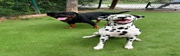 Dalmatian dogs for sale: Dalmation Puppies For Sale - Advert 4