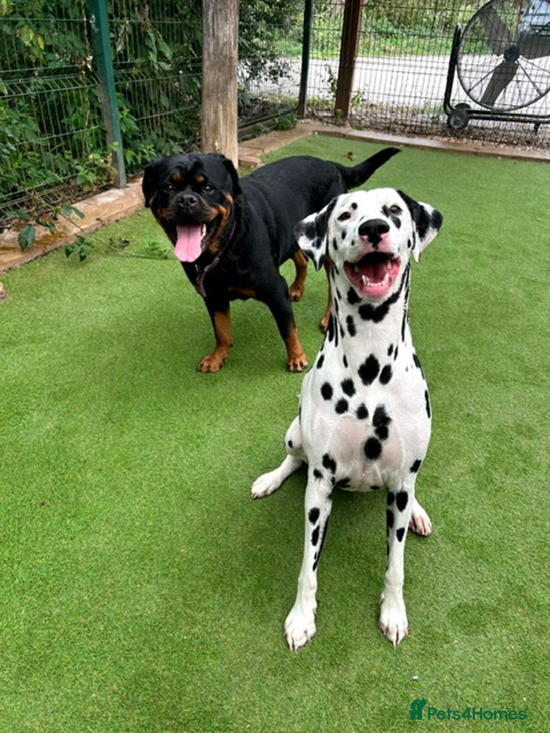 Dalmatian dogs for sale: Dalmation Puppies For Sale - Advert 4
