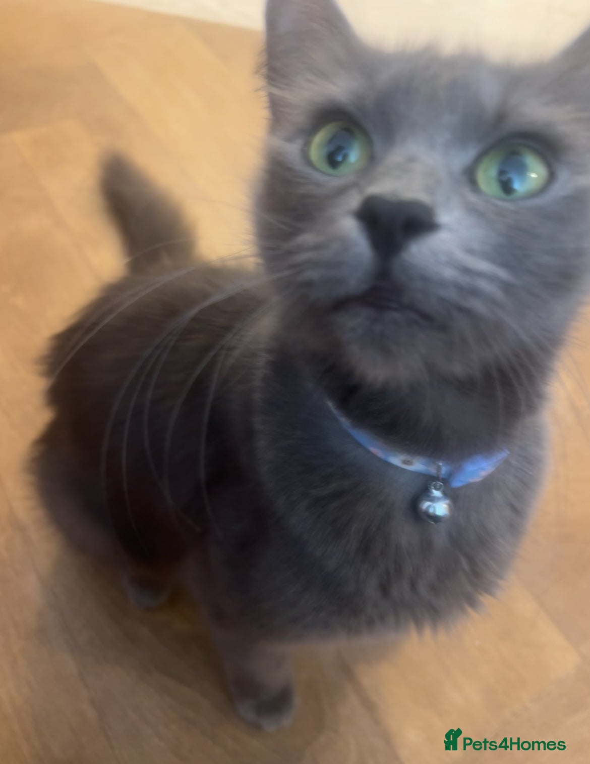 Nebelung cats Beautiful Long haired black/grey Nebelung kittens - Advert 1