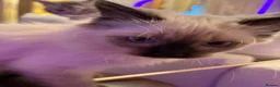 Ragdoll cats for sale: Adorable purebred Ragdolls  - Advert 27