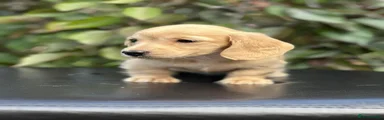 Miniature Dachshund Puppy 4