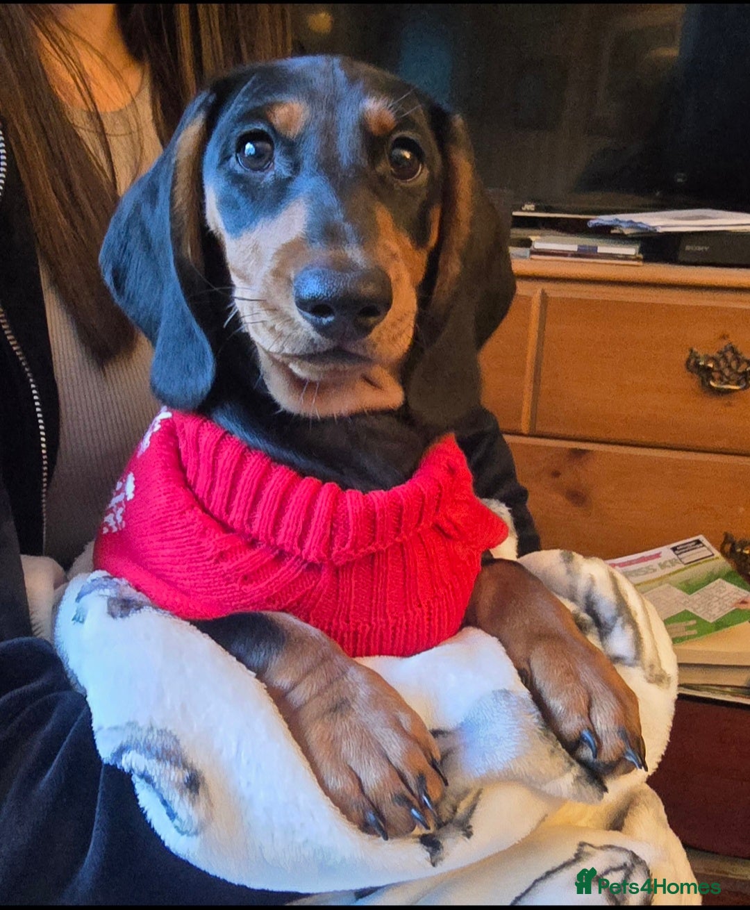 Dachshund dogs Beautiful Standard Dachshund puppy - Advert 12