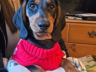 Dachshund dogs Beautiful Standard Dachshund puppy - Advert 12