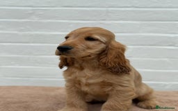 Cocker Spaniel dogs for sale: Show cocker spaniel in Bradford - Image 29