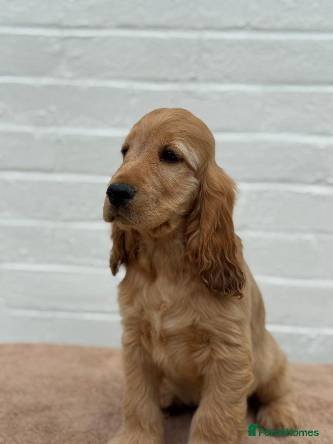Cocker Spaniel dogs for sale: Show cocker spaniel in Bradford - Image 29