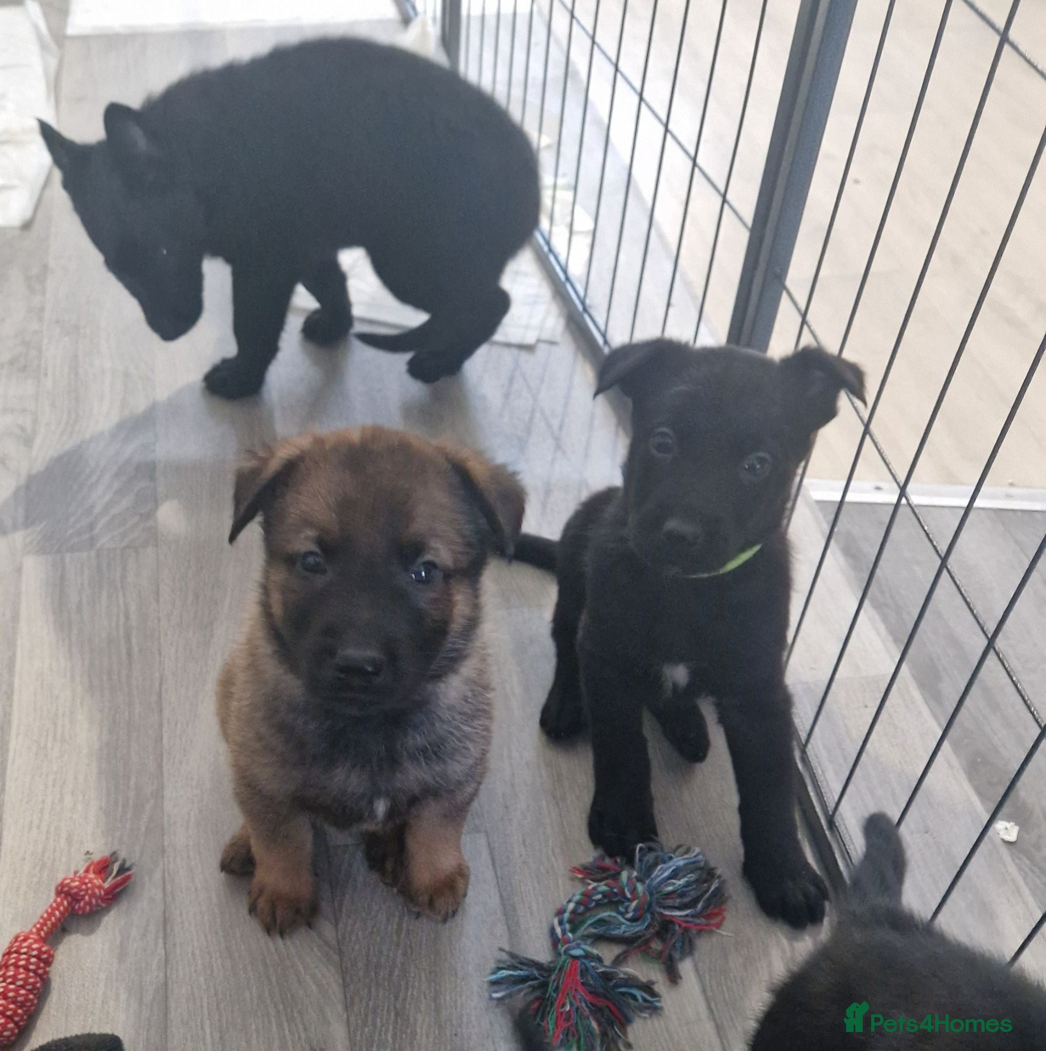 German Shepherd dogs Beautiful german shepherd puppies for sale  - Advert 13