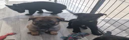 German Shepherd dogs for sale: READY NOW 🐶 GERMAN SHEPHERD PUPPIES  - Advert 10