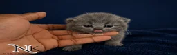 British Shorthair cats for sale: Exceptional GCCF REGISTERED BSH KITTENS - Advert 3