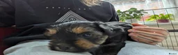 Yorkshire Terrier dogs for sale: 2 beautiful Yorkies in Birmingham - Advert 10