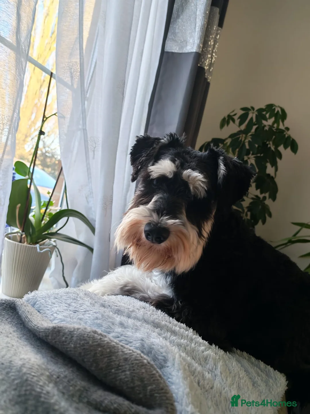 Miniature Schnauzer dogs for stud: KC Registered Miniature Schnauzer for Stud - Advert 6