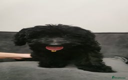 Cockapoo dogs for sale: Cockapoo puppies ready to leave now!! - Image 7