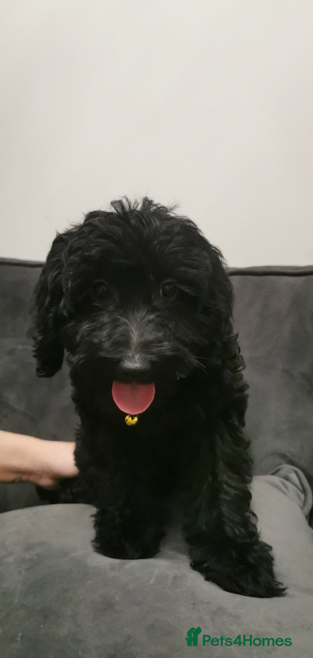 Cockapoo dogs for sale: Cockapoo puppies ready to leave now!! - Image 7