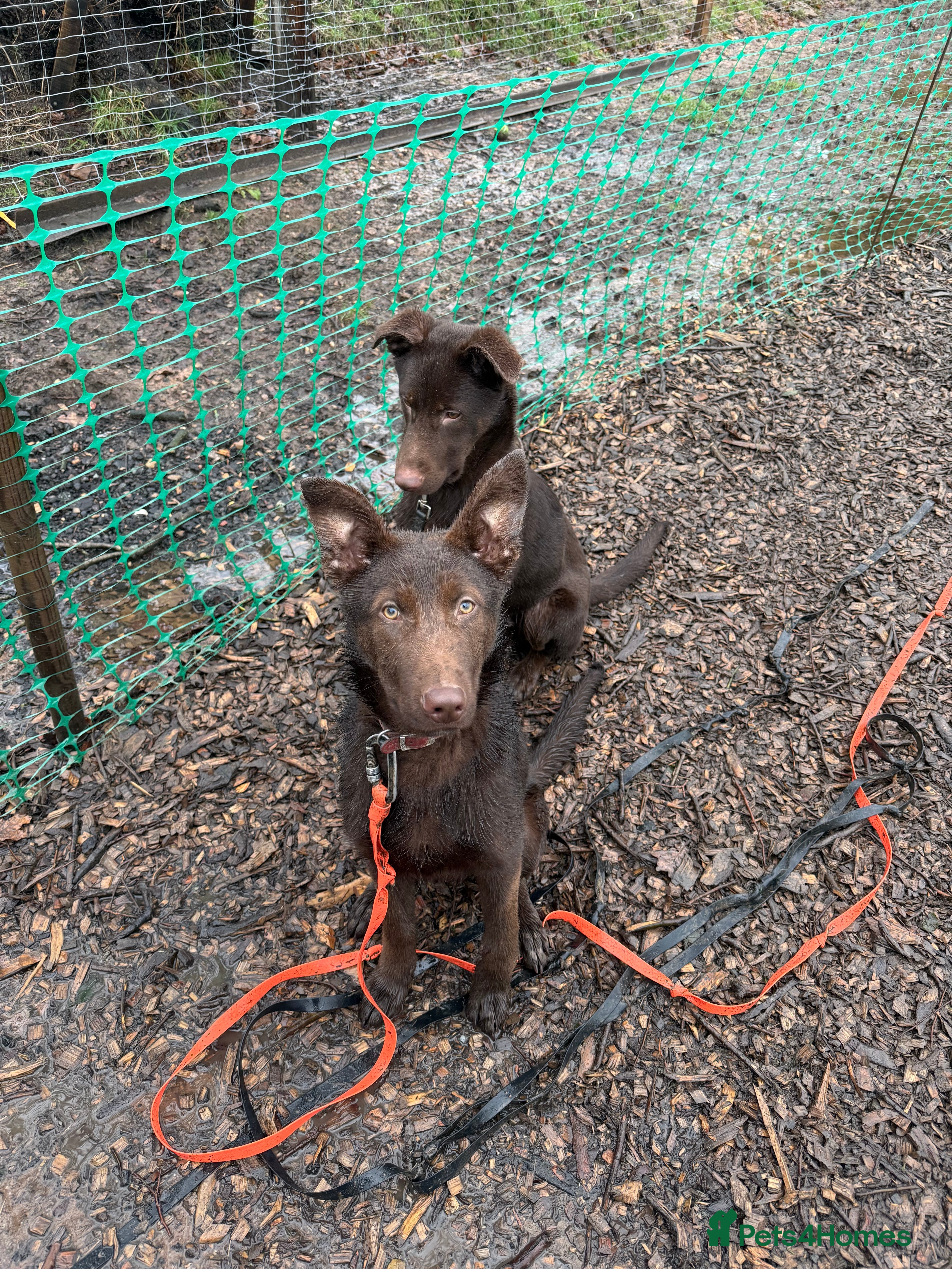 German Shepherd dogs Liver & Tan GSD puppy - Advert 13