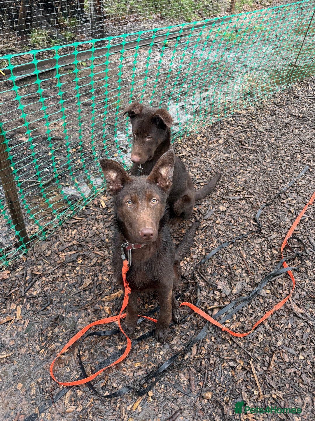 German Shepherd dogs for sale: Liver & Tan German Shepherd Young, Male, Trained  - Advert 1