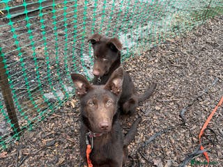 German Shepherd dogs Liver & Tan GSD puppy - Advert 13