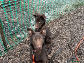 German Shepherd dogs Liver & Tan German Shepherd Young, Male, Trained - Advert 6