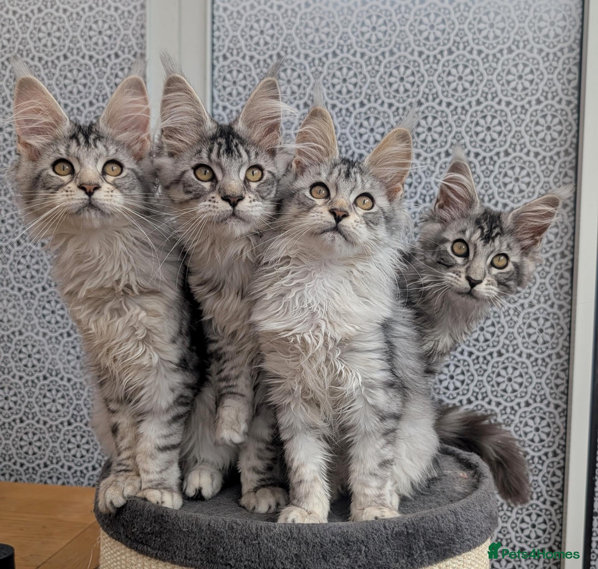 Maine Coon cats Stunning Tica registered Maine coon girls - Advert 4
