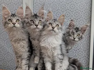 Maine Coon cats Stunning Tica registered Maine coon girls - Advert 4